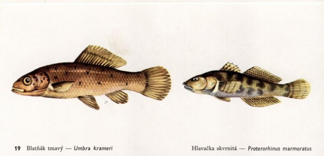 Naše ryby